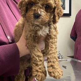 Cockapoo Puppies from M&M Cockapoos of Iowa