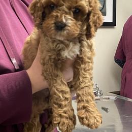 Cockapoo Puppies from M&M Cockapoos of Iowa