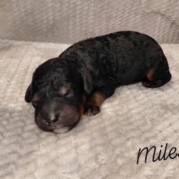 Miles - Phantom male Goldendoodle puppy in Eau Claire, Wisconsin from Fisher River Doodle's