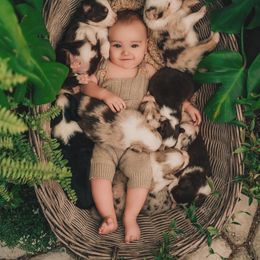 Australian Shepherd Puppies from HCA Aussies