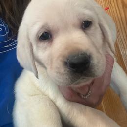 Boy 1- reserved for Molly Heinz - Yellow male Labrador Retriever puppy in Isanti, Minnesota from Four Corners Family Labs