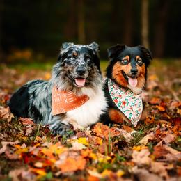 Australian Shepherds from Ashlee's Aussies