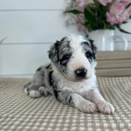 San Clemente - White and blue merle female Bordoodle puppy in Valley Center, California from Circle R Valley Bordoodls