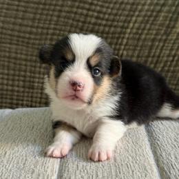 Audrey - White and black female Pembroke Welsh Corgi puppy in Riverside, California from Chases Dream Kennel