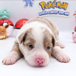 Growlithe - Red merle male Australian Shepherd puppy in Riverside, California from Aus Cal (Aussies of soCal)