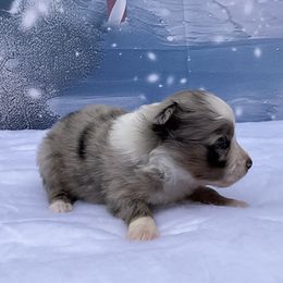Josey - Blue merle female Miniature Australian Shepherd puppy in Signal Mountain, Tennessee from D & D Miniature and Toy Australian Sheppards