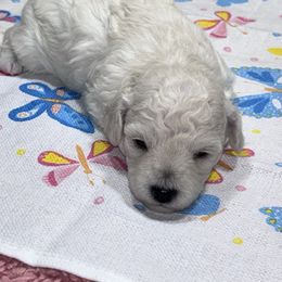 Raine - White female Poodle puppy in Columbus, Mississippi from Rocky Road Kennel