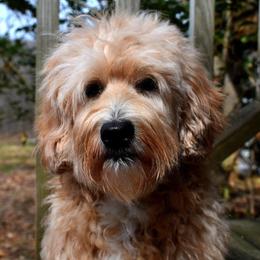 Australian Labradoodle All Grown Up from Cabin Hill Labradoodles