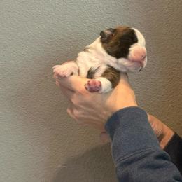 Hemsworth - Brindle male Boxer puppy in Medical Lake, Washington from Box and Bully Estates: Boxers and Old English Bulldogs