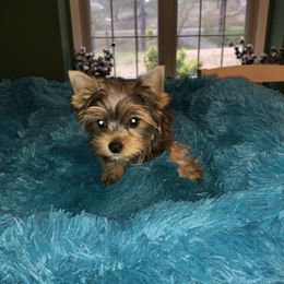 Yorkshire Terrier Puppies from Mountain Magic Yorkies