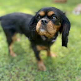 Cavalier King Charles Spaniel Puppies from Brentmoor Cavaliers