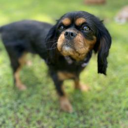 Cavalier King Charles Spaniel Puppies from Brentmoor Cavaliers