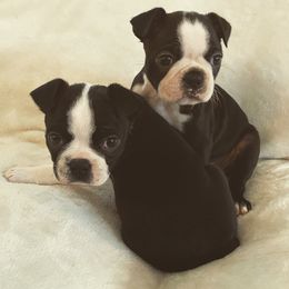 Boston Terrier Puppies from Cobbler Street Boston Terriers