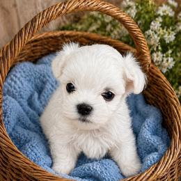 Otis - White male Maltese puppy in Coats, North Carolina from Angie's Puppies