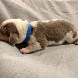 Blue collar- boy - Blue tan and white male Beagle puppy in Las Vegas, Nevada from Hound Kings