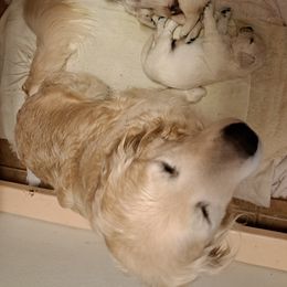 Girl 2 - female Golden Retriever puppy in Chehalis, Washington from Tradition Golden Retrievers