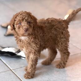 Basil - Apricot female Poodle puppy in Haines City, Florida from Noelle Poodles