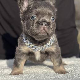 Luciano - Blue fawn male French Bulldog puppy in Louisville, Kentucky from Fluffy Frenchie Cartel