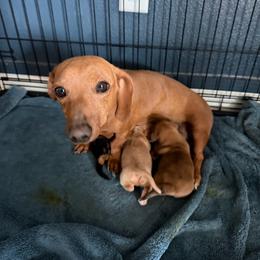 Dachshund puppies from Sunny EP Weenies