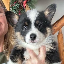 Mint - Black and tan male Pembroke Welsh Corgi puppy in New Auburn, Wisconsin from Cordell Corgis