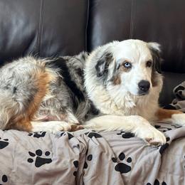 Ice - Australian Shepherd