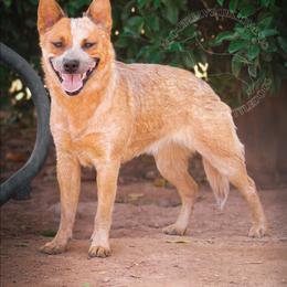 Bumpy (AKC) - Red speckled female Australian Cattle Dog puppy in Marana, Arizona from Impact 3rd Australian Cattle Dogs
