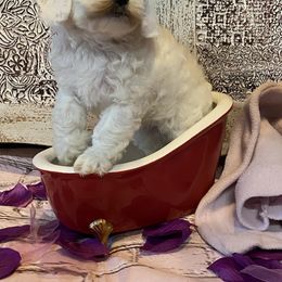 Cockapoo Puppies from Country J Canines