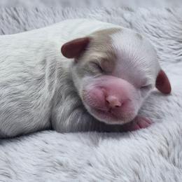 Boy - Blenheim male Cavapoo puppy in Salem, Missouri from Meadowbrook Poodles