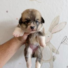 Elizabeth - Red female Pembroke Welsh Corgi puppy in Inverness, Florida from Canaan Farm Corgis