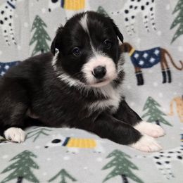 Girl 2 - Black and white female Border Collie puppy in Pennsylvania from Winter Creek Border Collies