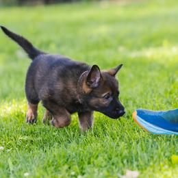 German Shepherd Puppies from Faoladh German Shepherds