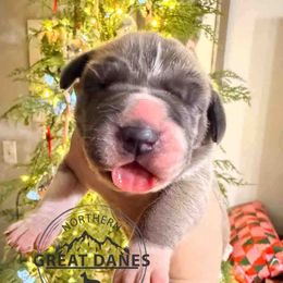 Cindy Lou - Mantle female Great Dane puppy in Sac City, Iowa from Northern Great Danes of Colorado & Iowa