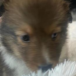 PURPLE COLLAR - Sable and white female Shetland Sheepdog puppy in Chipley, Florida from Stacey's Shelties