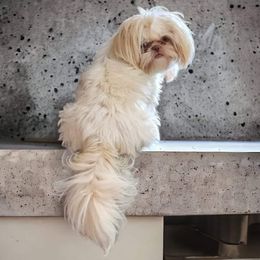 Jordy - Shih Tzu