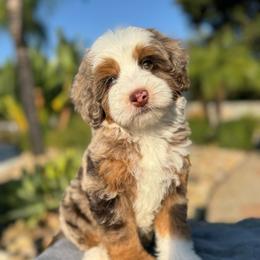 Teagan - Chocolate merle female Bernedoodle puppy in Temecula, California from Brookside Bernedoodles