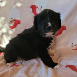 Molly - Black and white female Border Collie puppy in Watsontown, Pennsylvania from Kate Gresham