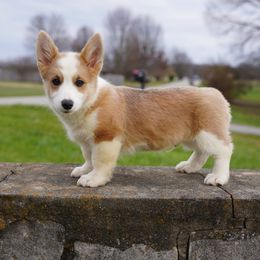 COLT - Red male Pembroke Welsh Corgi puppy in Berea, Kentucky from SunShine Corgis