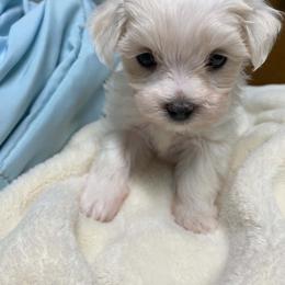 Angel - White and lemon female Maltese puppy in Hillman, Michigan from Susan's Maltese