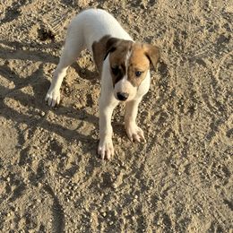 Golden Retriever and Greyhound Puppies from K and E Kennels