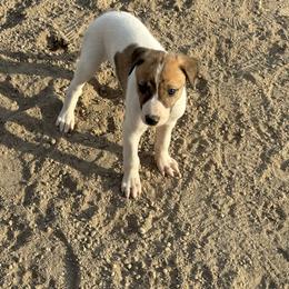Golden Retriever and Greyhound Puppies from K and E Kennels