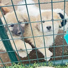 Pink Collar - Badger female Colorado Mountain Dog puppy in Del Norte, Colorado from FAFO Ranch