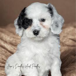 December - Black and white female Bernedoodle puppy in Cleveland, Georgia from Jam's Doodles And Poodles