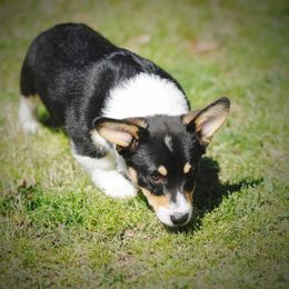 Pembroke Welsh Corgi Puppies from Dream Corgis