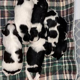 Miniature Schnauzer Puppies from A.R Miniature Schnauzers