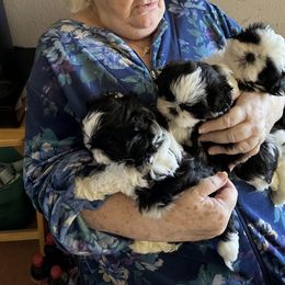 Shih Tzu Puppies from Seaside Shih Tzu