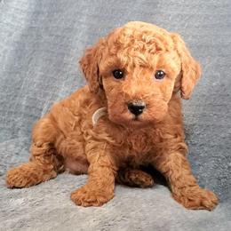 Chopper Dark Red AKC Mini Poodle - Red  male Poodle puppy in Falcon, Missouri from Cedar House Heritage Poodles | AKC Toy & Miniature Poodle Puppies Raised in Home