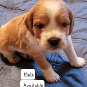 Boy 3 - French Brittany puppy in New Florence, Pennsylvania from Laurel Furnace Bretons