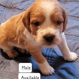 Boy 3 - French Brittany puppy in New Florence, Pennsylvania from Laurel Furnace Bretons