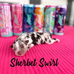 Sherbet Swirl - Blue merle female Australian Shepherd puppy in Jena, Louisiana from Diamond 5 Aussies