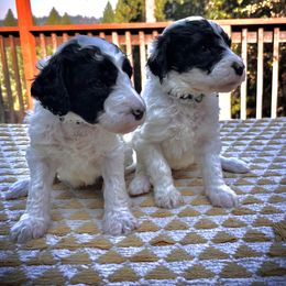 Labradoodle Puppies from Goindoodles
